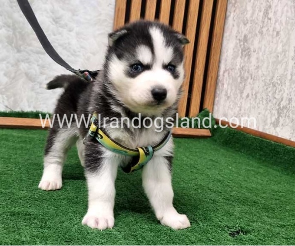 twlh-hasky-husky-441_8