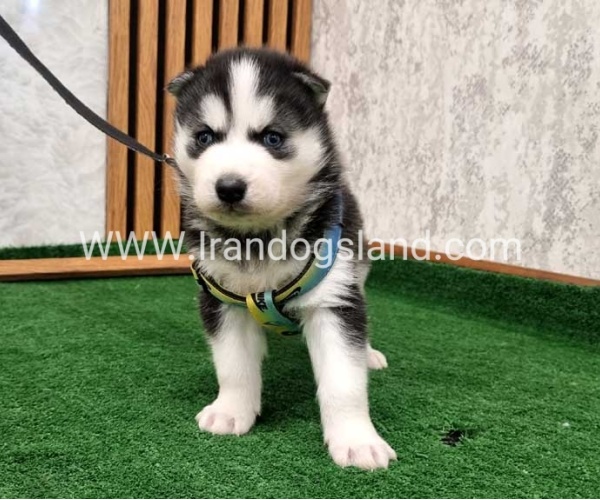 twlh-hasky-husky-441_9