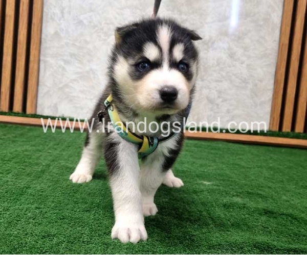 twlh-hasky-husky-442_1
