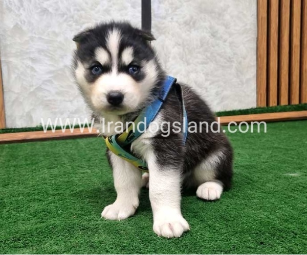 twlh-hasky-husky-442_2