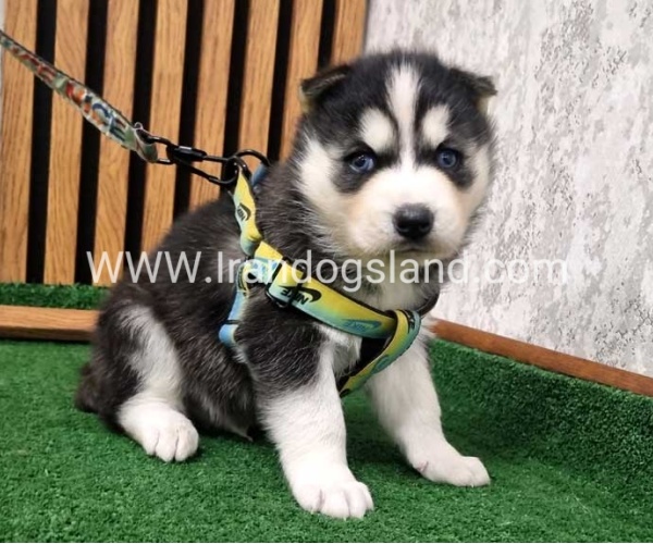 twlh-hasky-husky-442_3
