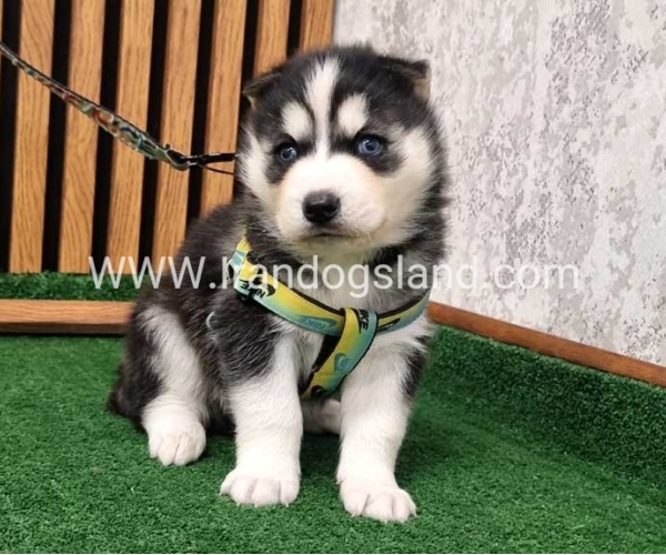 twlh-hasky-husky-442_4