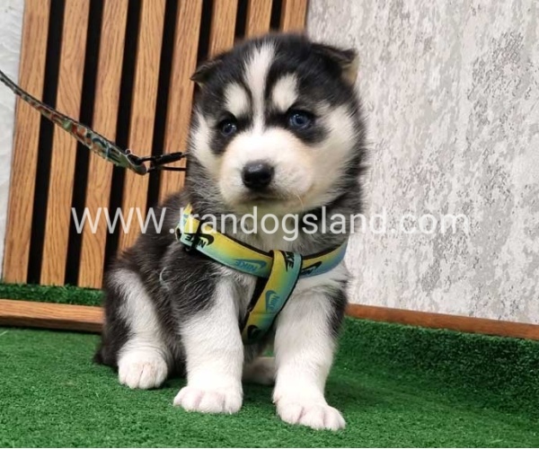twlh-hasky-husky-442_5