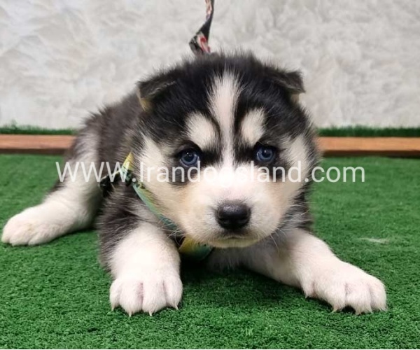 twlh-hasky-husky-442_7