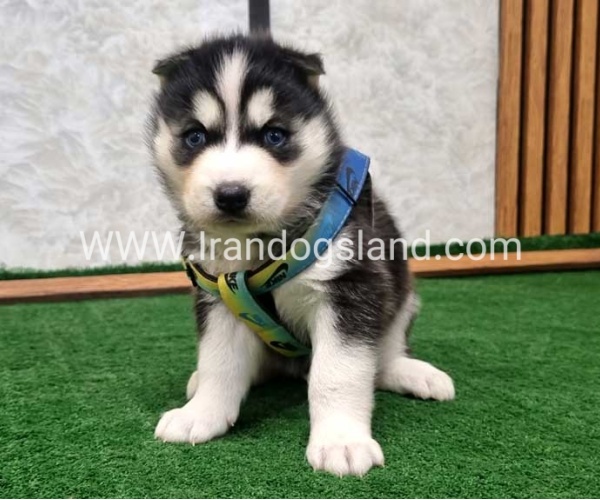 twlh-hasky-husky-442_8