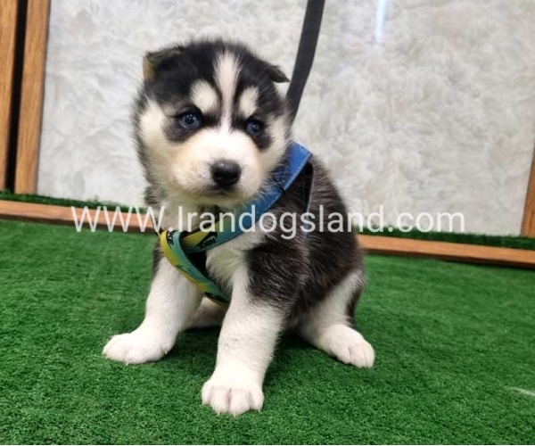 twlh-hasky-husky-442_9