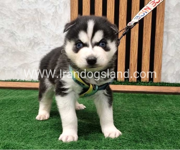 twlh-hasky-husky-443_2