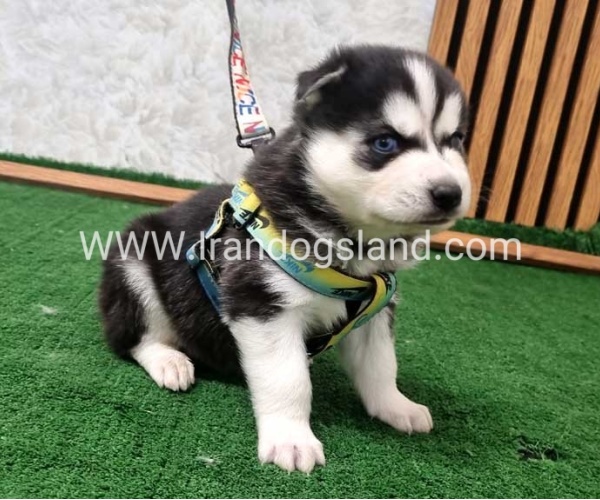 twlh-hasky-husky-443_4