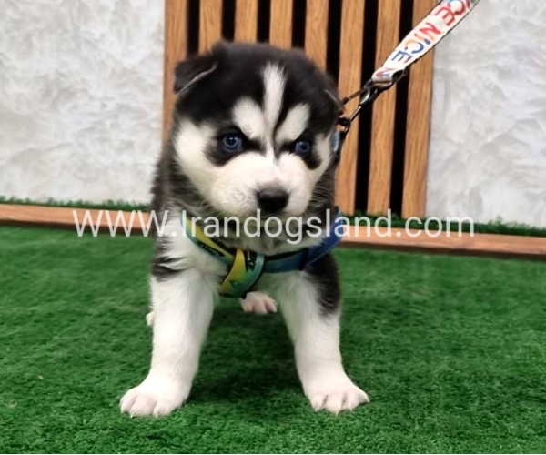 twlh-hasky-husky-443_6