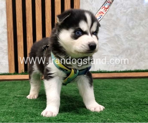 twlh-hasky-husky-443_7