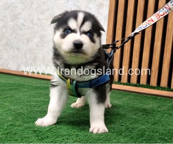 twlh-hasky-husky-443_8