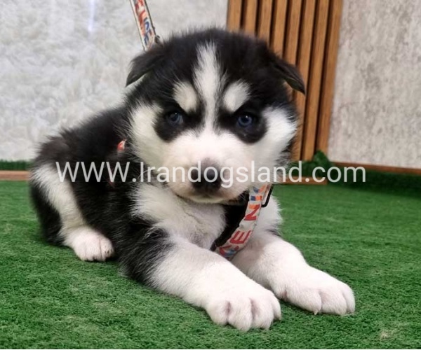twlh-hasky-husky-445_1