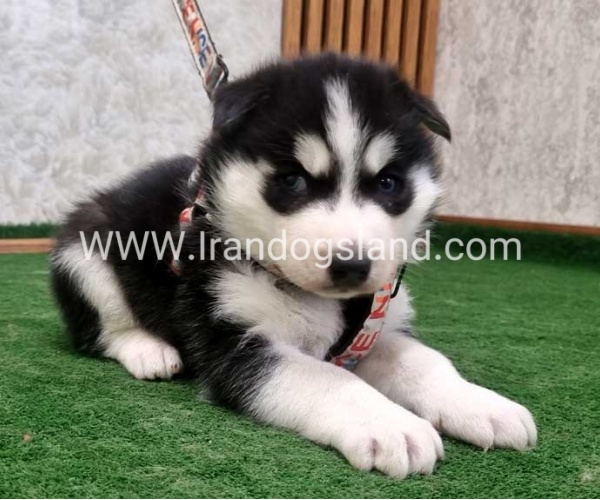twlh-hasky-husky-445_10
