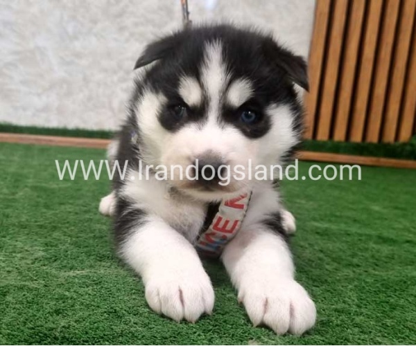 twlh-hasky-husky-445_5