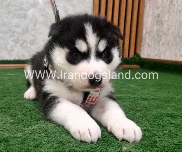 twlh-hasky-husky-445_6