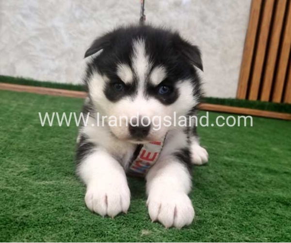 twlh-hasky-husky-445_7
