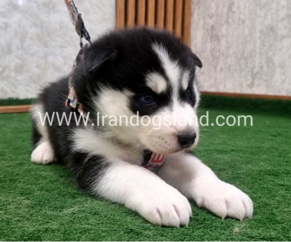 twlh-hasky-husky-445_8