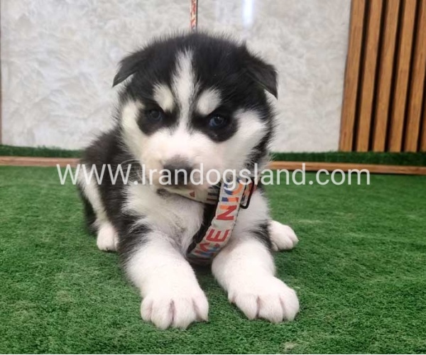 twlh-hasky-husky-445_9