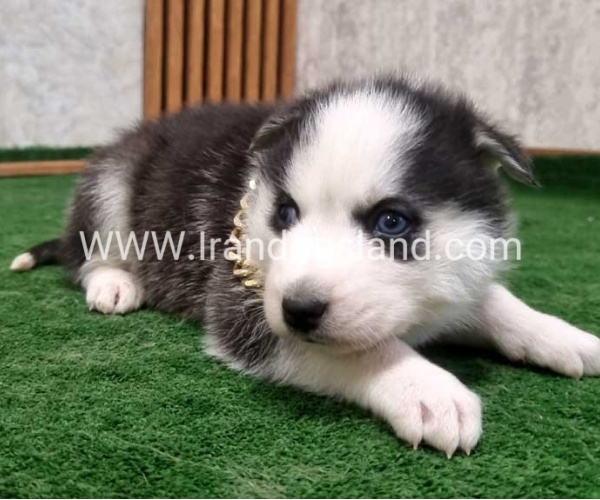 twlh-hasky-husky-446_5