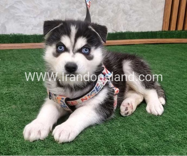 twlh-hasky-husky-448_1