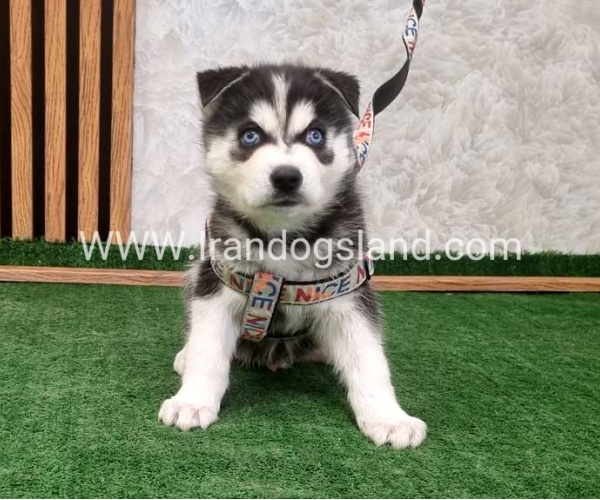 twlh-hasky-husky-448_2