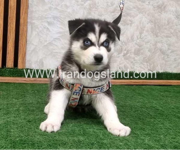 twlh-hasky-husky-448_3