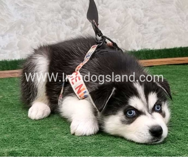 twlh-hasky-husky-448_4