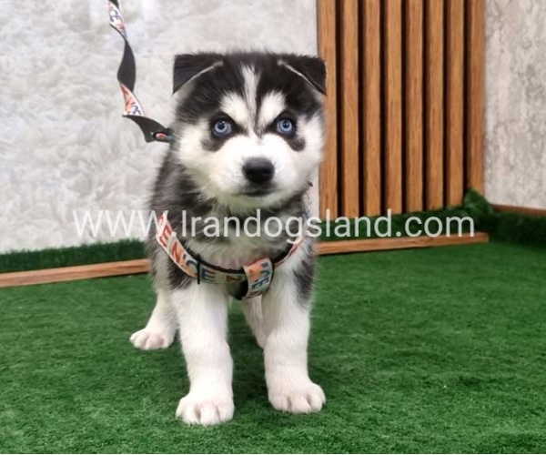 twlh-hasky-husky-448_5
