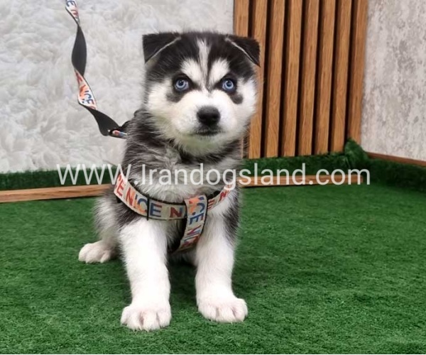 twlh-hasky-husky-448_6