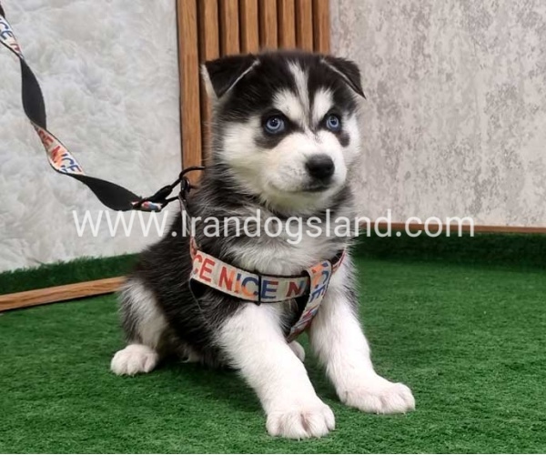 twlh-hasky-husky-448_7