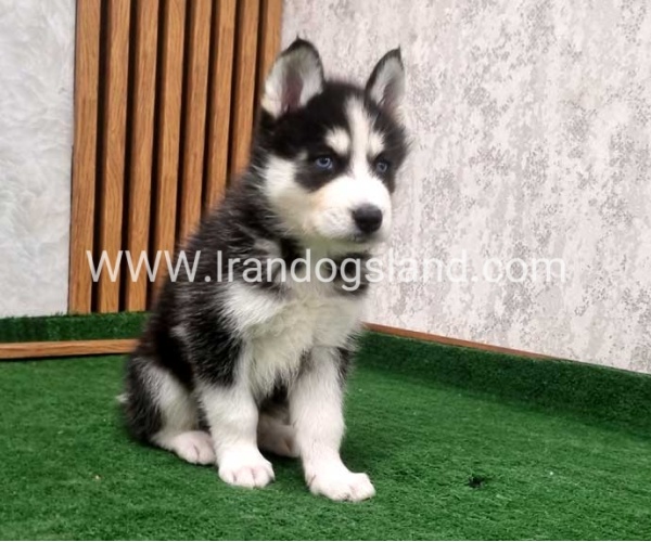 twlh-hasky-husky-449_12
