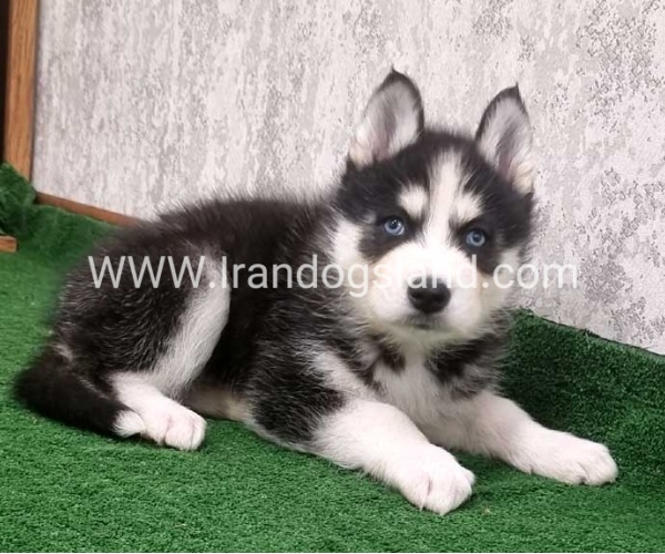 twlh-hasky-husky-449_2