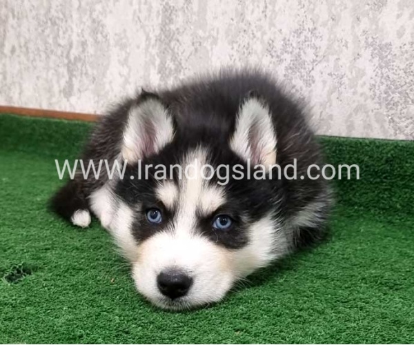 twlh-hasky-husky-449_3