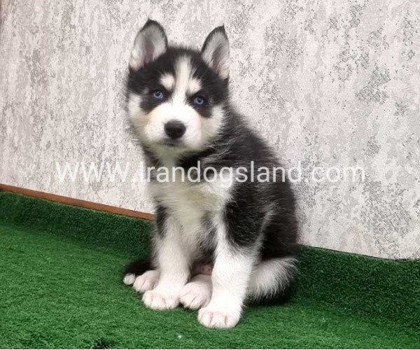 twlh-hasky-husky-449_4