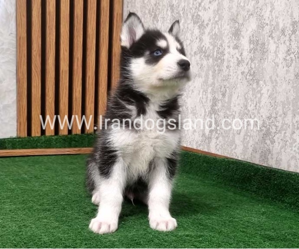 twlh-hasky-husky-449_5