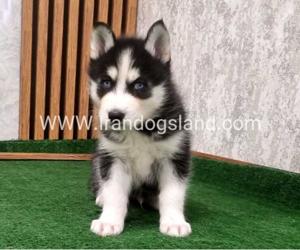 twlh-hasky-husky-449_6