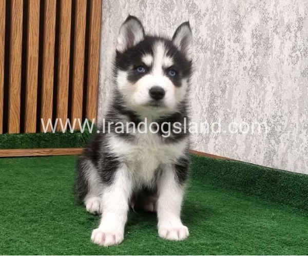 twlh-hasky-husky-449_7