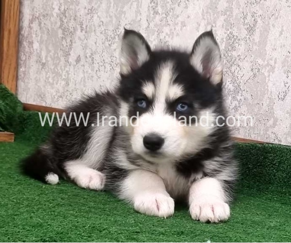 twlh-hasky-husky-449_8