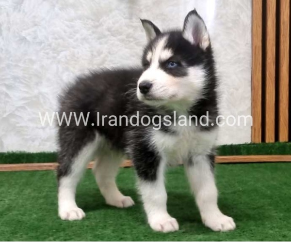 twlh-hasky-husky-449_9