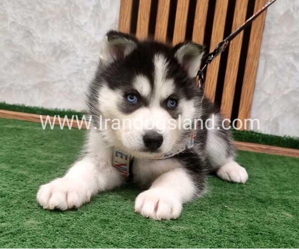 twlh-hasky-husky-450_1