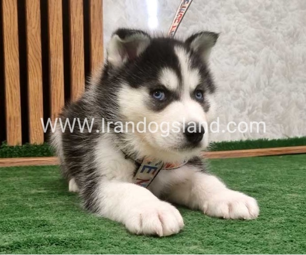 twlh-hasky-husky-450_2
