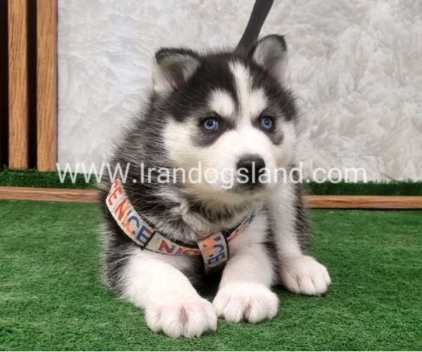twlh-hasky-husky-450_4