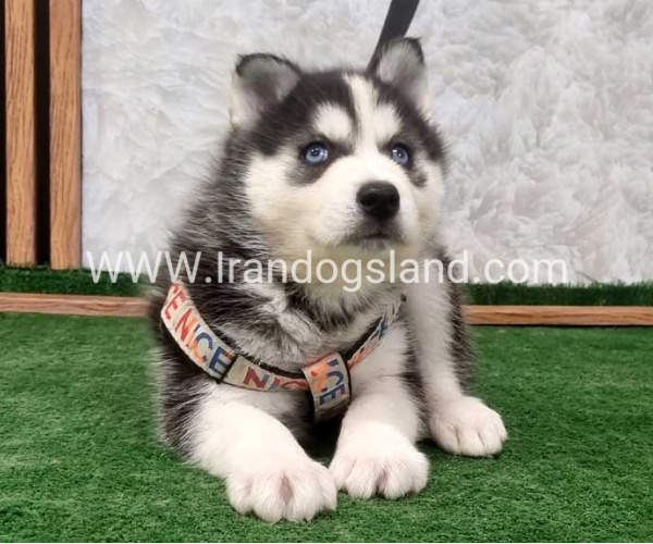twlh-hasky-husky-450_5