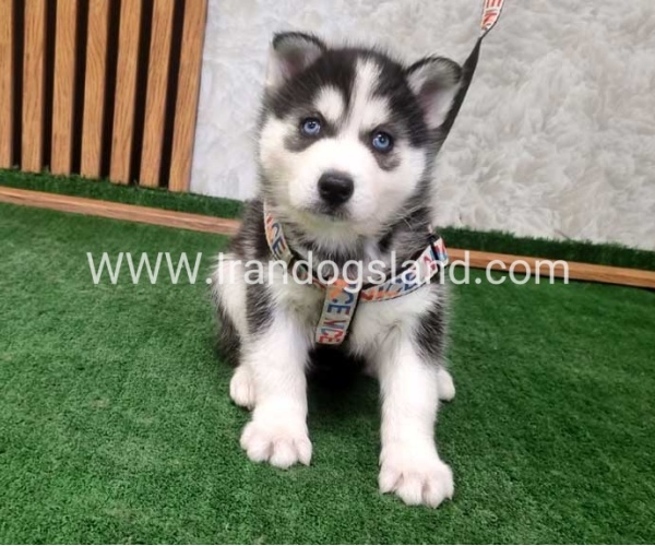 twlh-hasky-husky-450_6