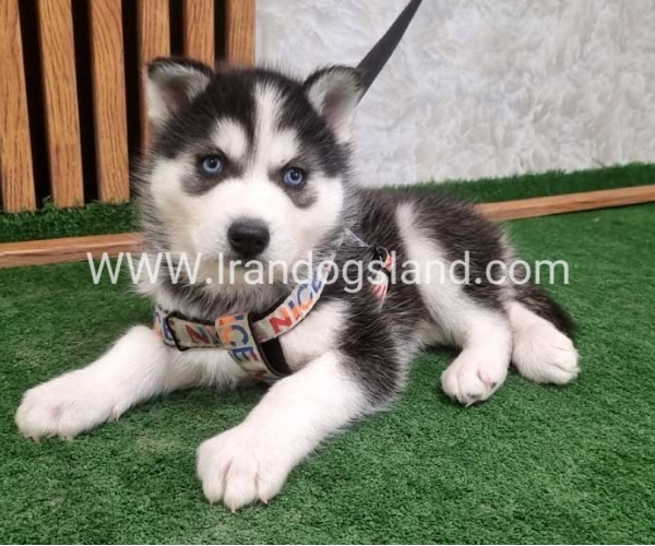 twlh-hasky-husky-450_8