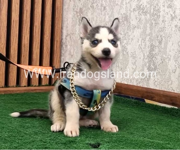 twlh-hasky-husky-456_1