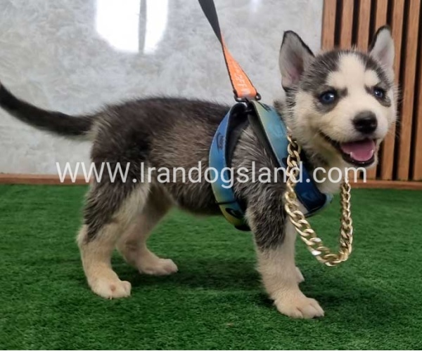 twlh-hasky-husky-456_10