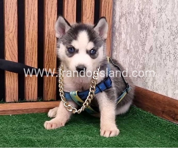 twlh-hasky-husky-456_2