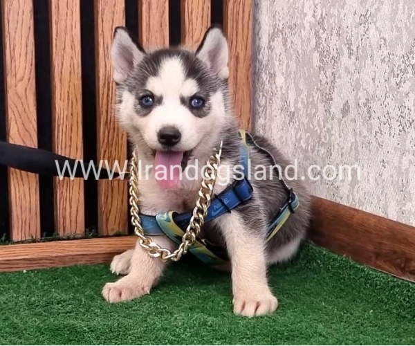 twlh-hasky-husky-456_3