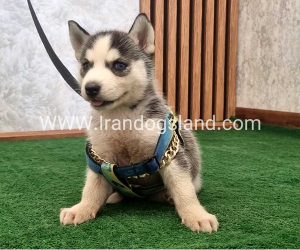 twlh-hasky-husky-456_5